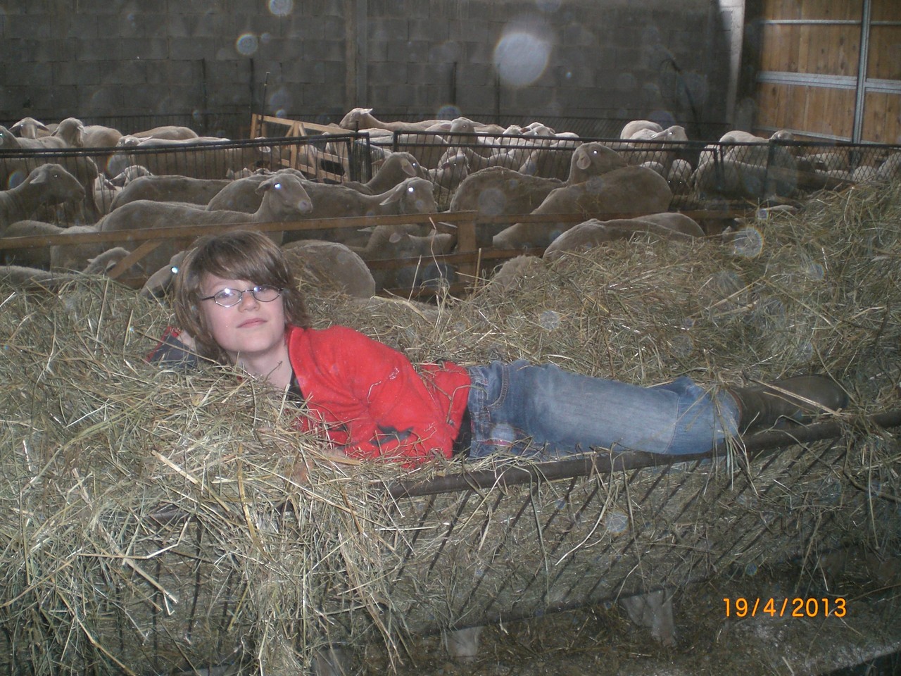 Und chillen in der Raufe geht auch ganz gut! Solange die Schafe mich nicht anknabbern;-)
