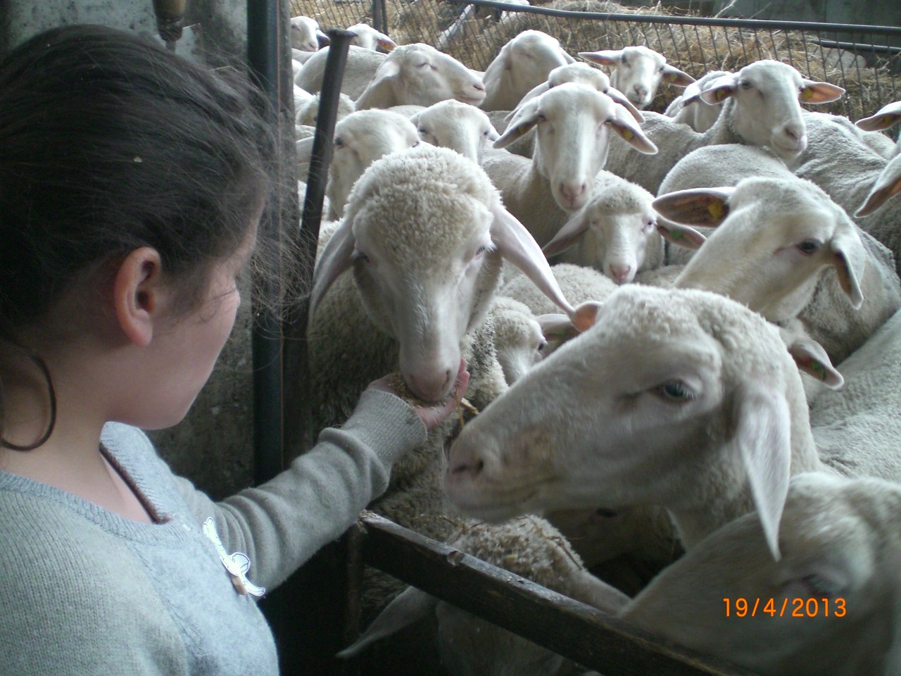 Ein seltenes Bild! Handzahme Schafe in unserem Stall!