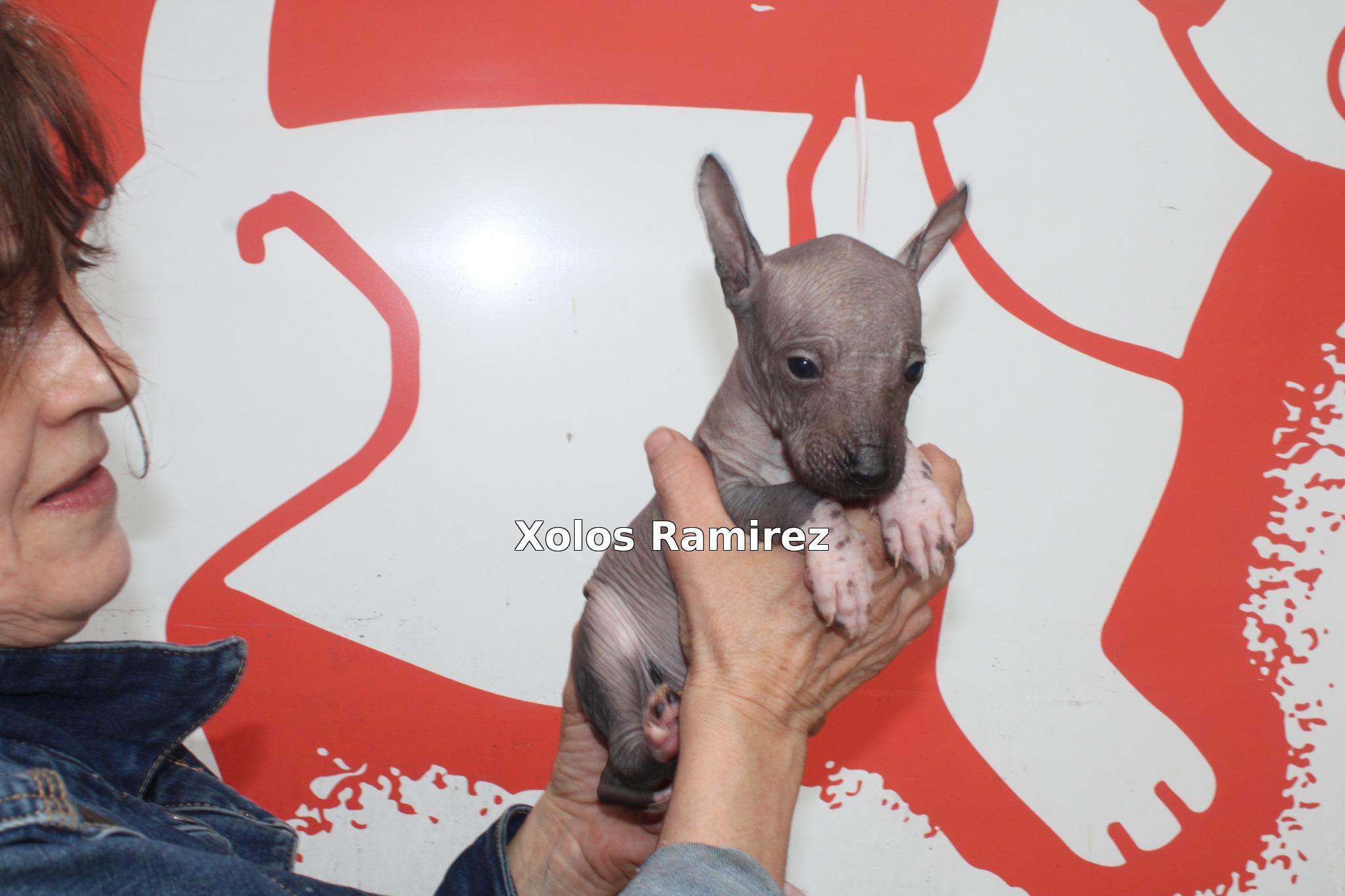 Xoloitzcuintle Pox Ramirez siendo registrada en la Federación Canofila Mexicana.