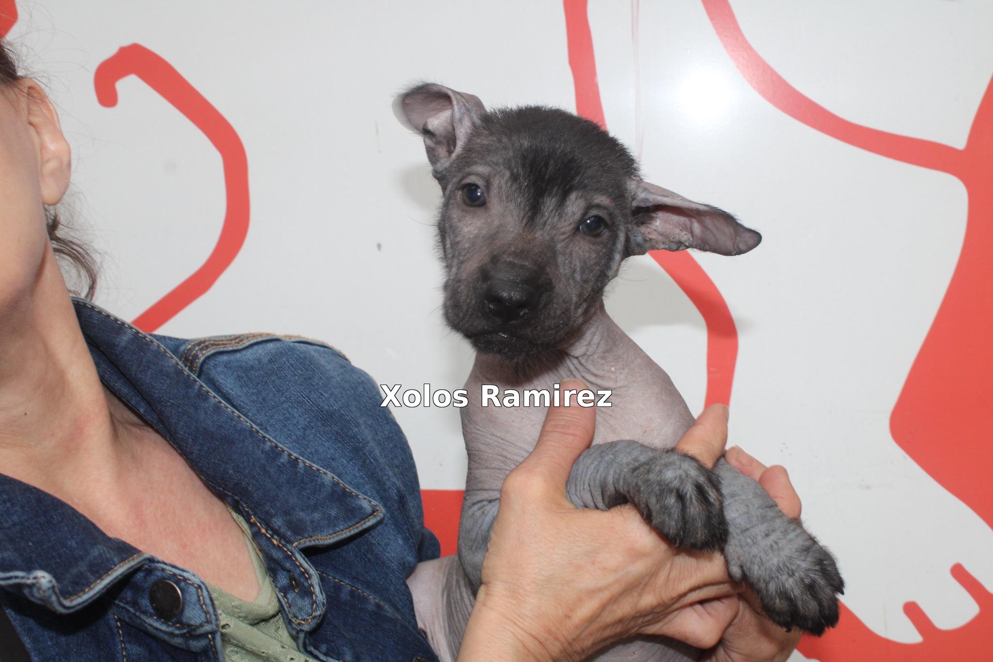 Xoloitzcuintle Ameyal Ramirez siendo registrada en la Federación Canofila Mexicana.