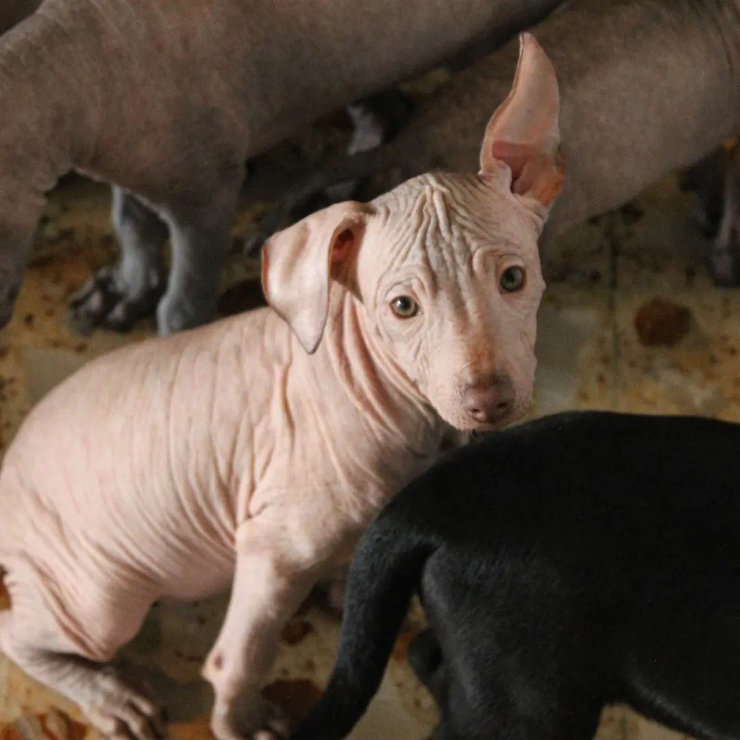 Xoloitzcuintle, origen del nombre | Xolos Ramirez