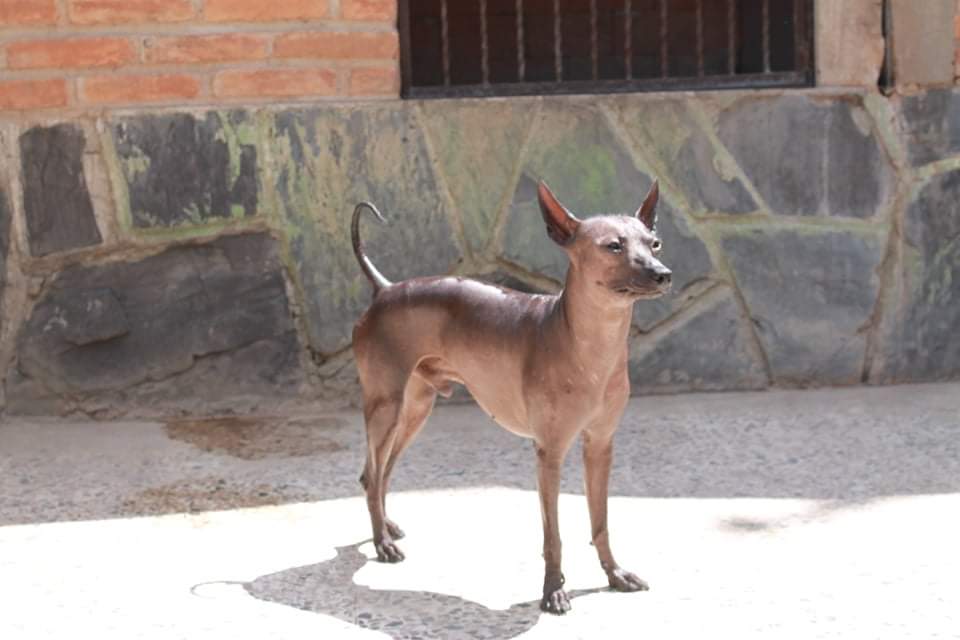 En la cultura azteca, el perro Xoloitzcuintle guiaba a las almas al inframundo