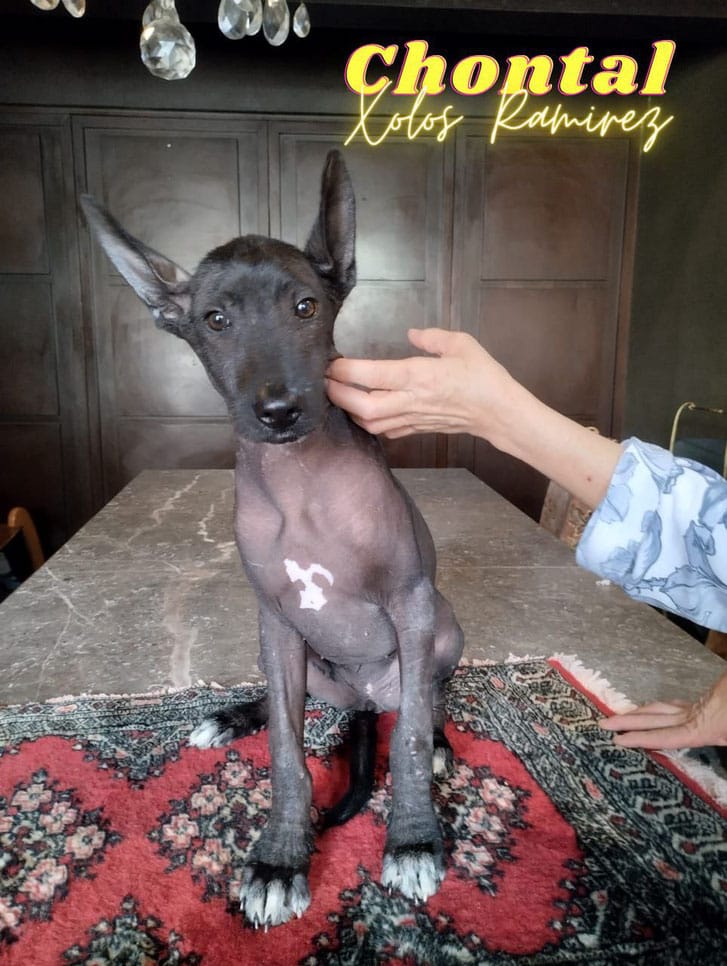  The Standard Size of the Xoloitzcuintli: A Guide to Mexico's Ancient Companion