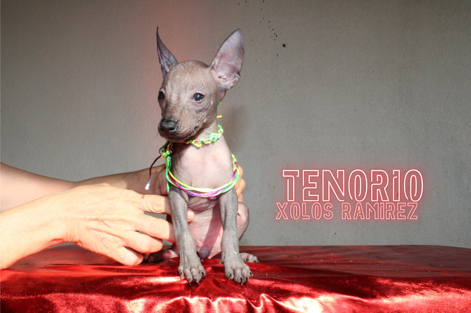 Sesión Fotográfica y de Video: Los Cachorros Xoloitzcuintle de Tula y Uxmal