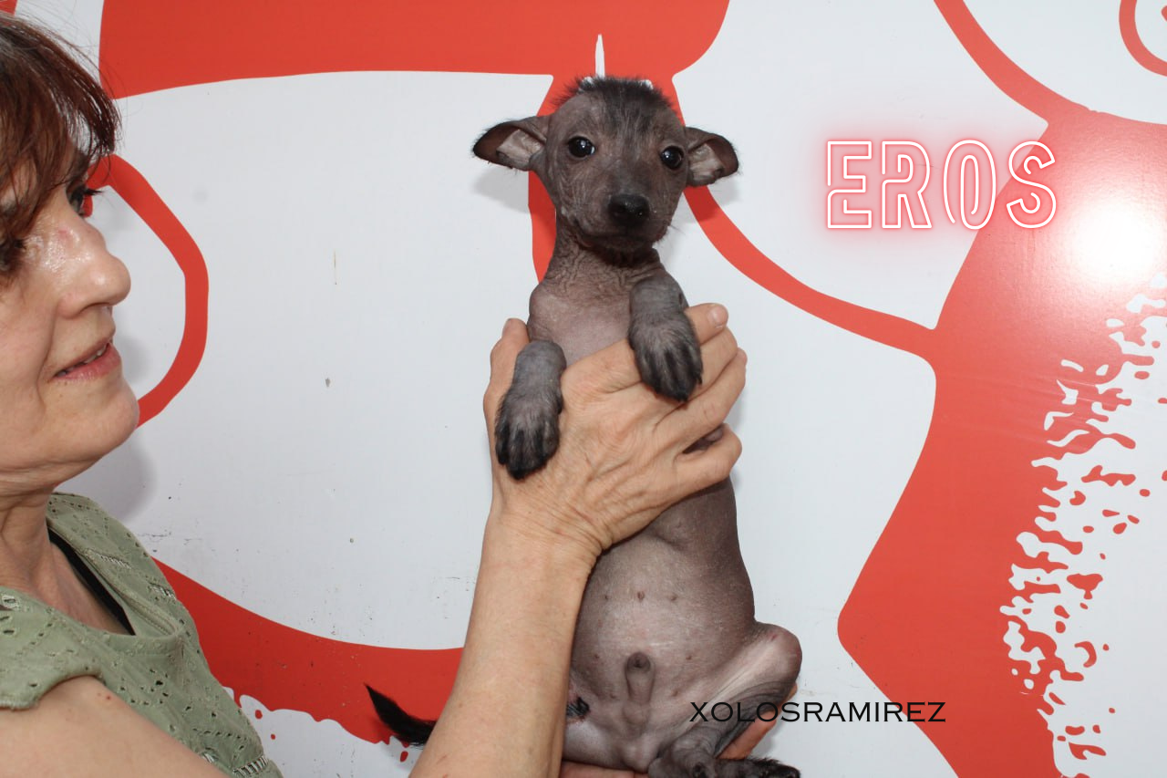 Aztlán, Tótem, Athena, Nikita y Eros: Nuevas Estrellas Brillan en el Firmamento Canino Mexicano