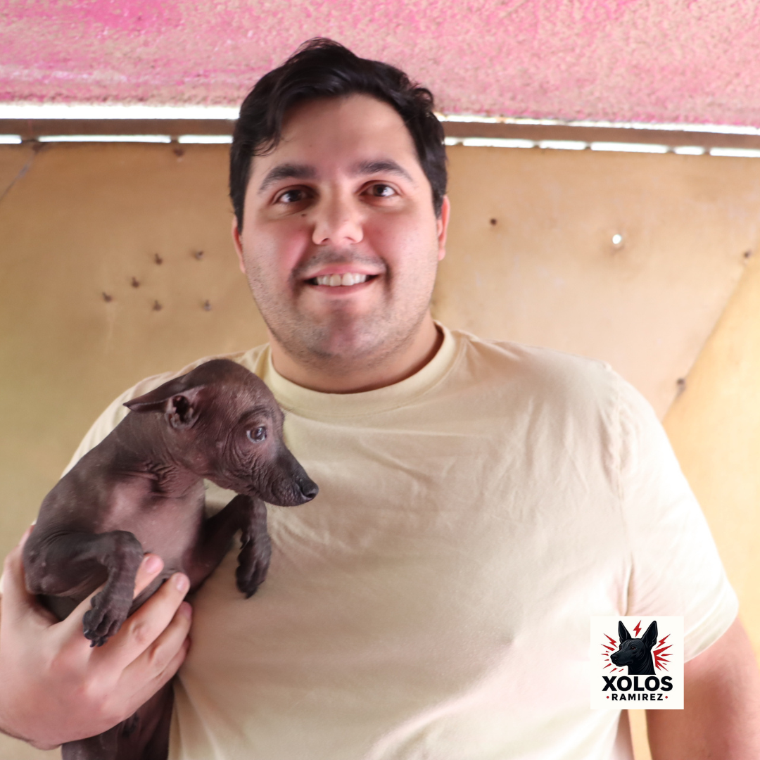 Entrega Especial: Xoloitzcuintle miniatura Noa Ramírez