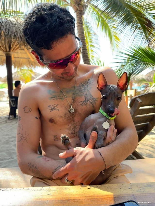 Xoloitzcuintle Lupita Ramirez con Luis en una playa mexicana.