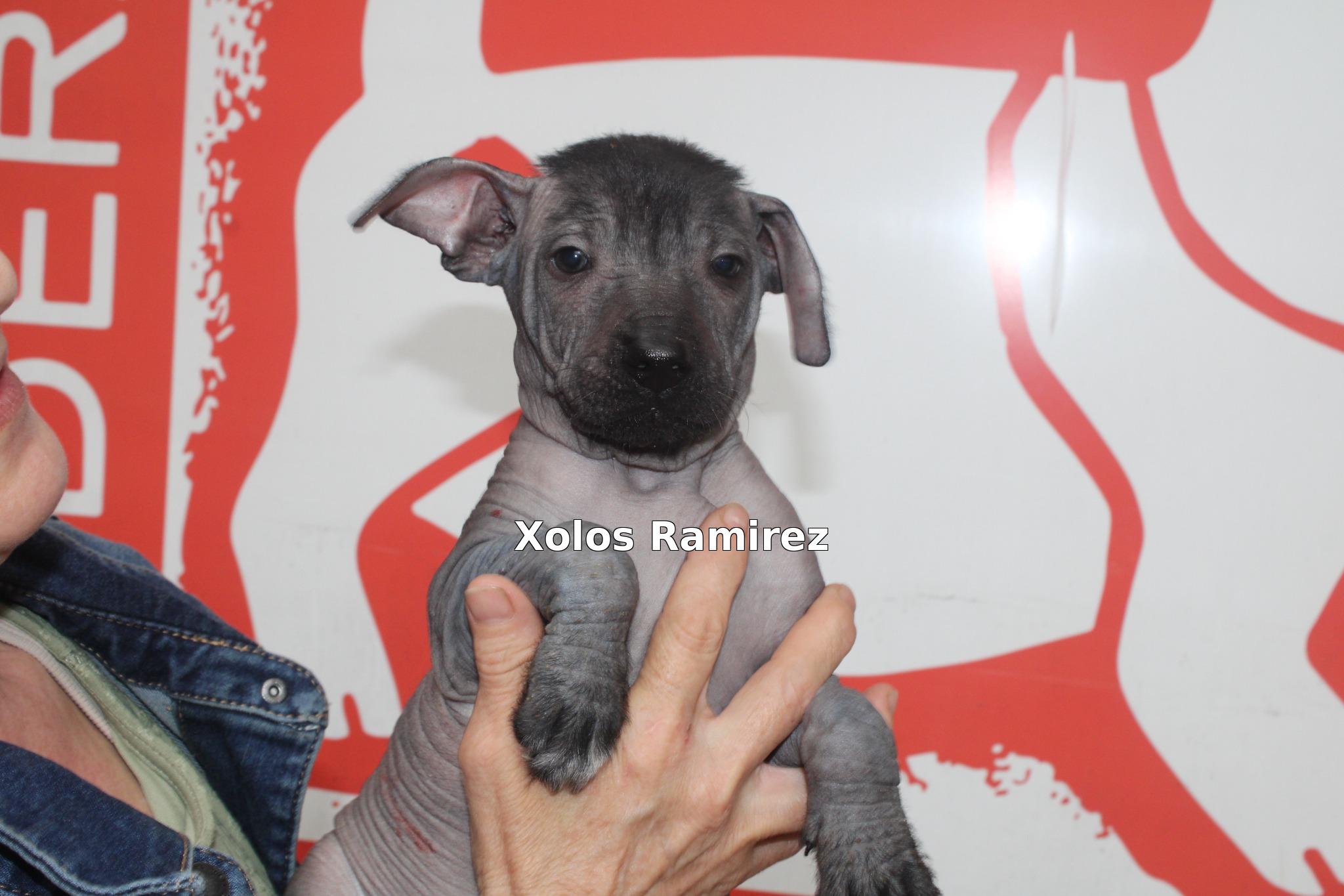 Xoloitzcuintle Edzna Ramirez siendo registrada en la Federación Canofila Mexicana.