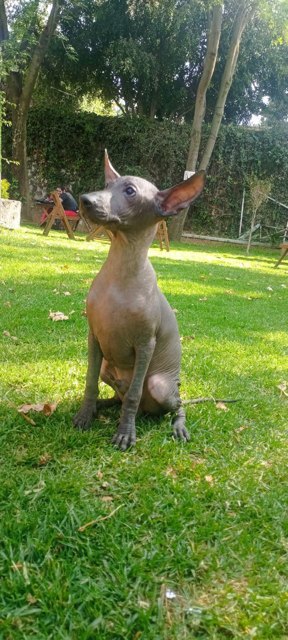 Máximo, el Xoloitzcuintle registrado en la Federación Canófila Mexicana: un embajador de la raza y la pasión de Xolos Ramírez por la crianza de perros