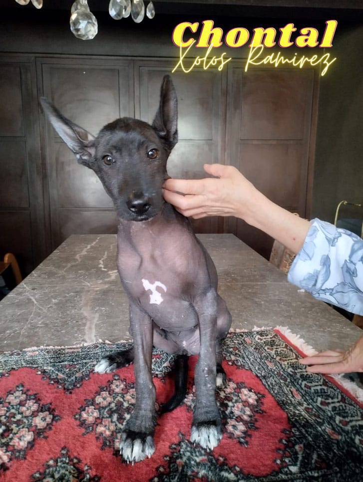 Chontal, female standard size xoloitzcuintle (photo taken by Xolos Ramirez)