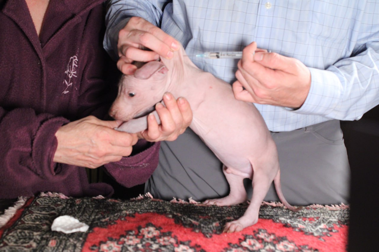 Vacunación de Carmin, Yoalli y Monarca: Xoloitzcuintles con futuro Pedigree Internacional