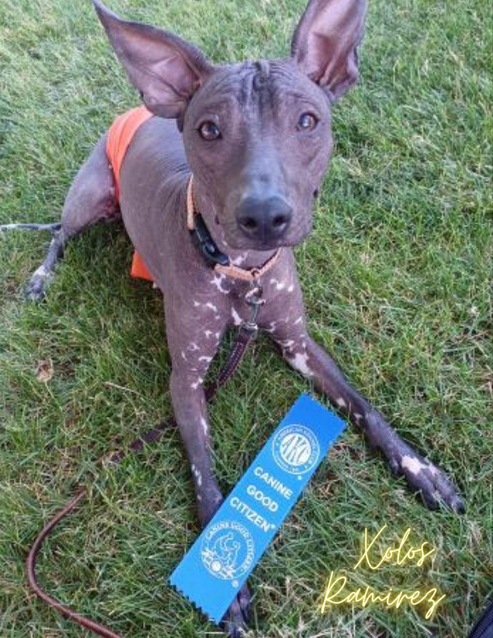 Itza Ramirez: A Xoloitzcuintli's Journey from Kennel to Champion