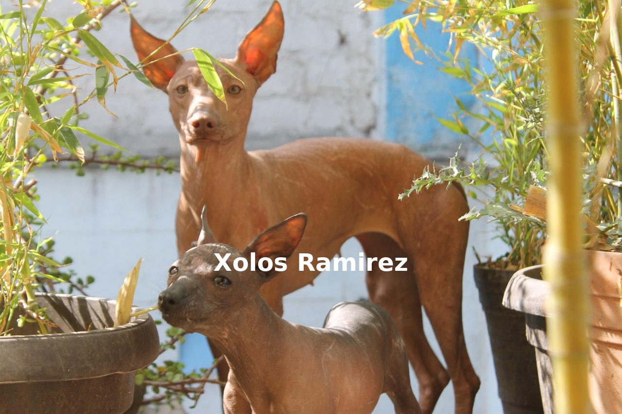 ¿Cómo elegir el xoloitzcuintle ideal para tu familia? Miniatura, Intermedia o Estándar