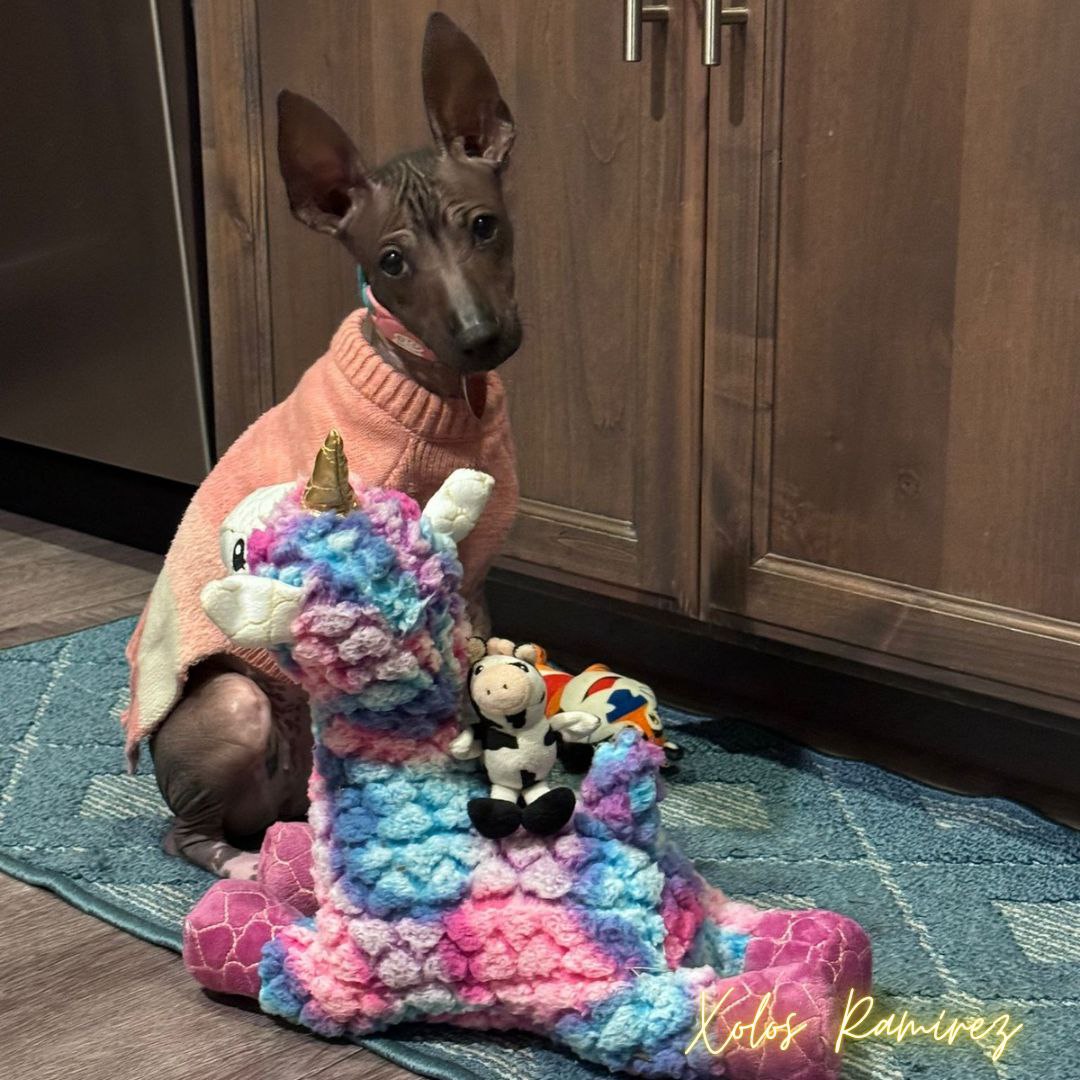 Un Brillo Especial: La Historia de la xoloitzcuintle Shiny y Yeiron