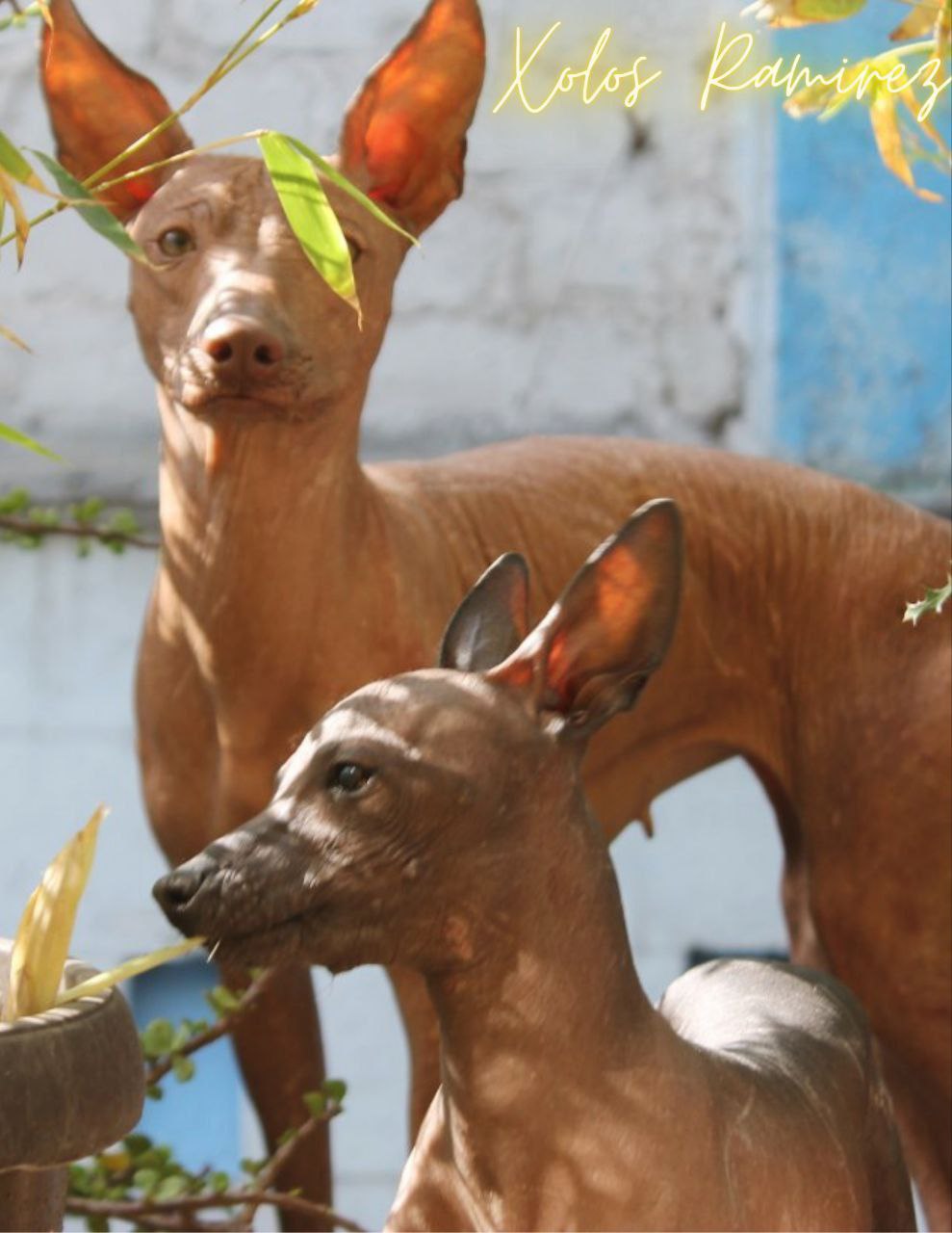 El enigma del Xoloitzcuintli: Descifrando la ausencia de pelo en el perro sagrado mexicano | Xolos Ramirez