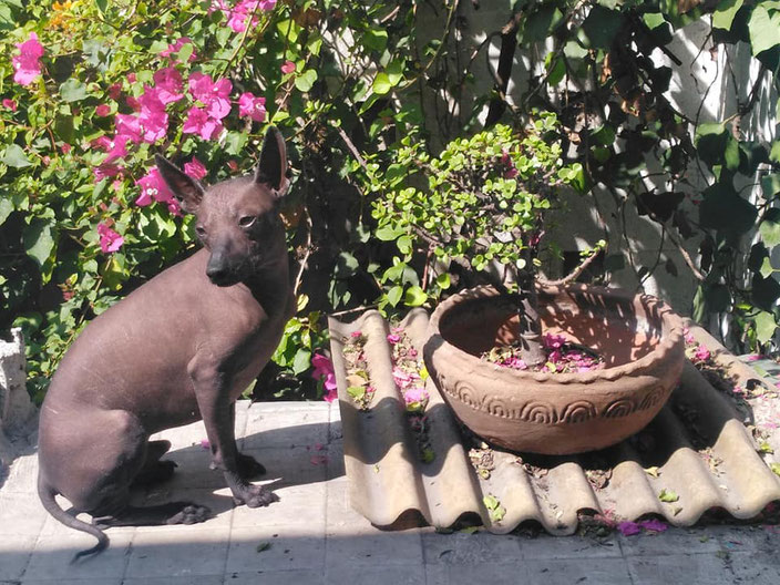 Xoloitzcuintle, the sacred dog that the Spanish tried to extinguish | Xolos Ramirez