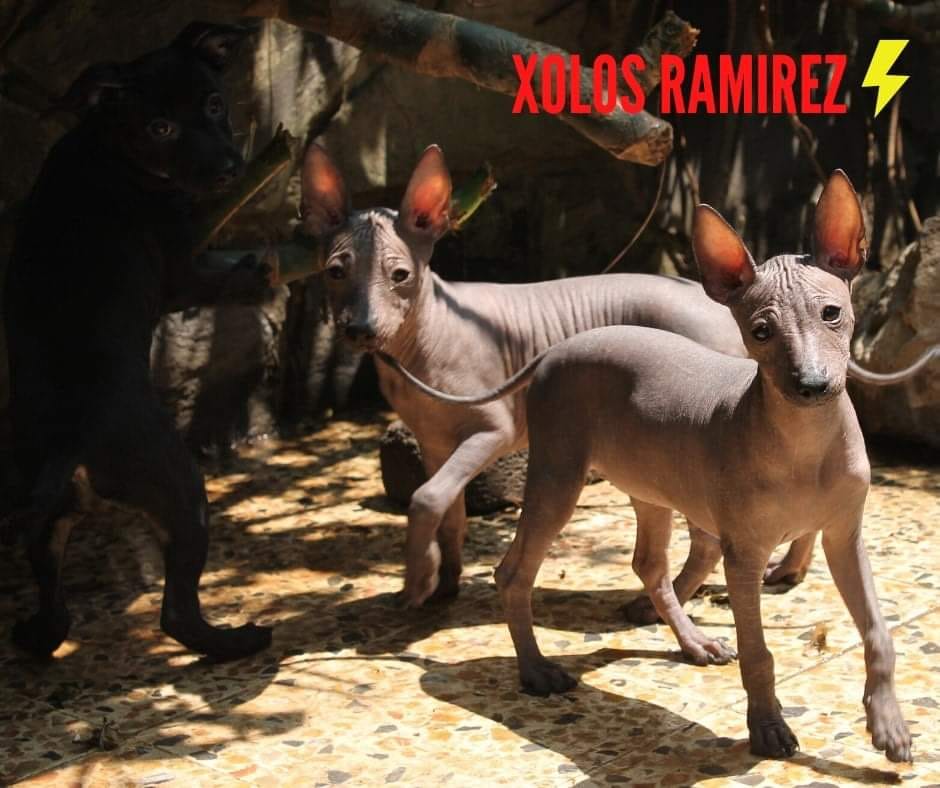 Xoloitzcuintle, el perro Sagrado de México (Historia animada) | Xolos Ramirez