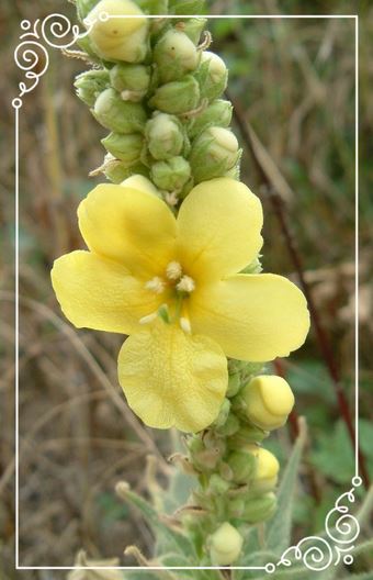 Rencontre avec la Molène, fleur de l'éthique et de la "droiture" intérieure