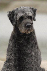 Duke, † 14.10.2011