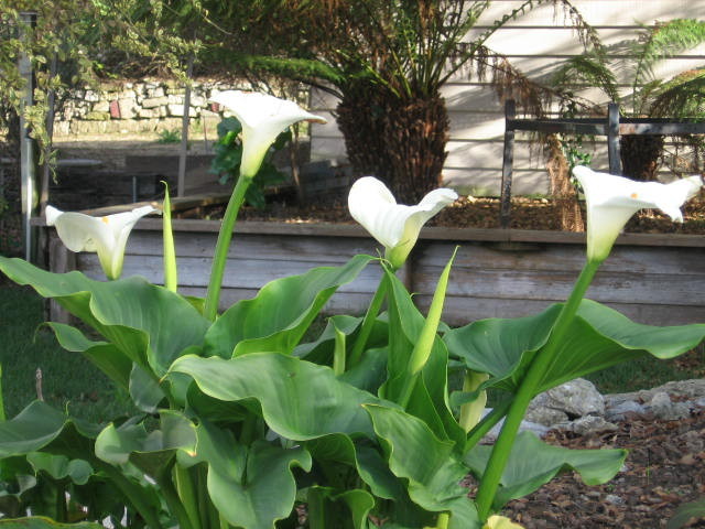 Zantedeschia Aethiopica Cala Alcatraz Acuaestanques El