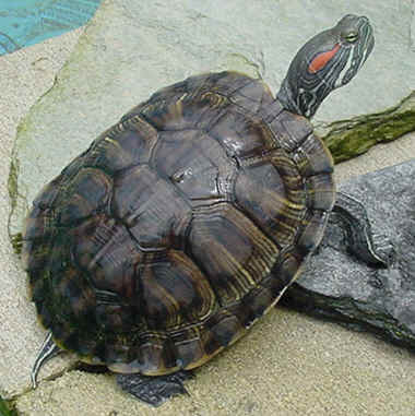 Circunstancias imprevistas Piñón Raramente TORTUGAS - Acuaestanques: El maravilloso mundo de los estanques