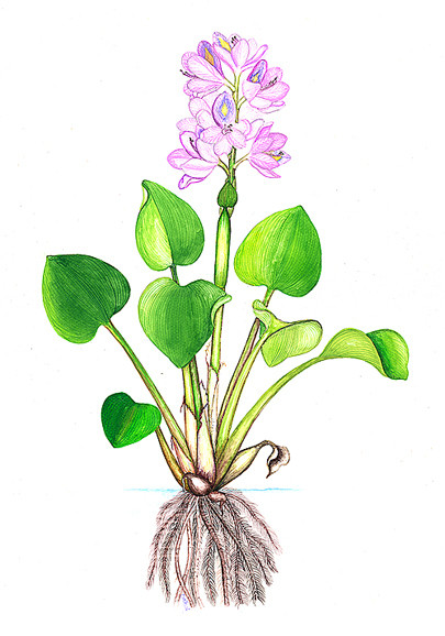 Eichhornia crassipes (jacinto de agua) - Acuaestanques: El maravilloso mundo de los estanques Eichhornia crassipes (jacinto de agua) - Acuaestanques: El maravilloso mundo de los estanques