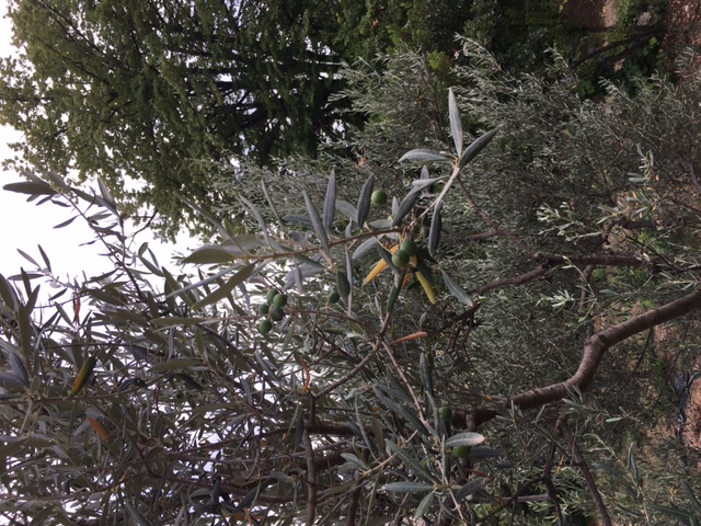 Cueillette solidaire et tri des olives :