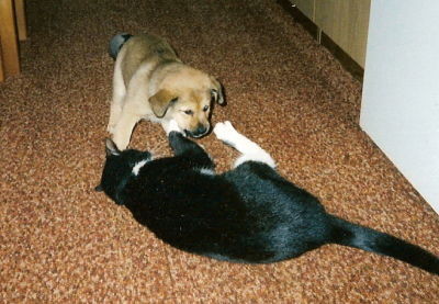 Charlie-Wellpe legt sich mit unserer Katze an
