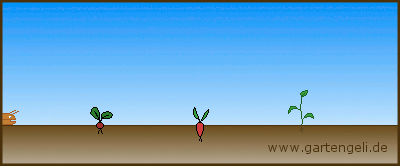 Schneckentod