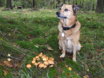 Beim Pilze suchen ist Charlie immer mit dabei