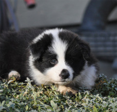 © Michaela Sorre, 6,5 weeks