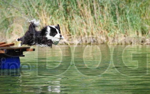 Dogdiving