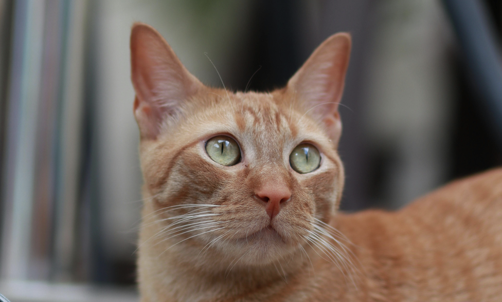Warum Katzen so besonders sind