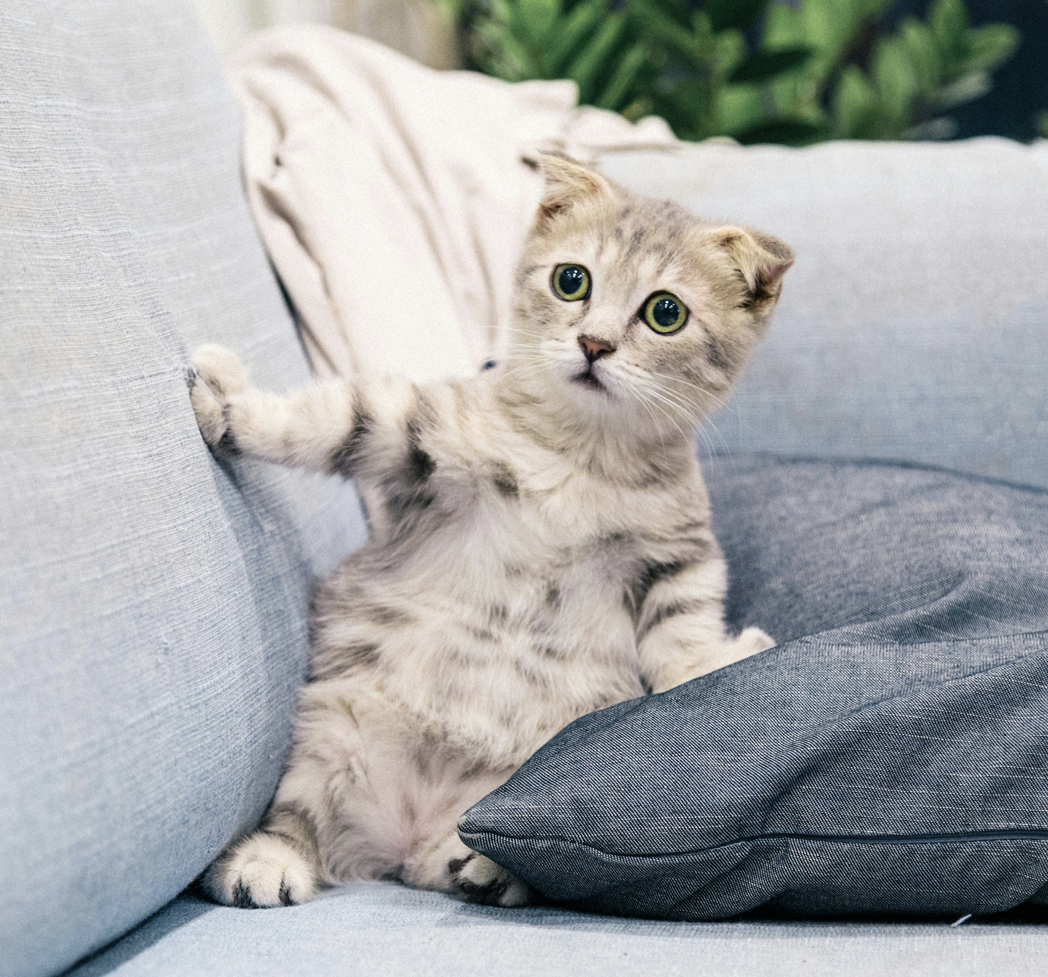 Katzenbabys – ein besonderer Start ins Leben
