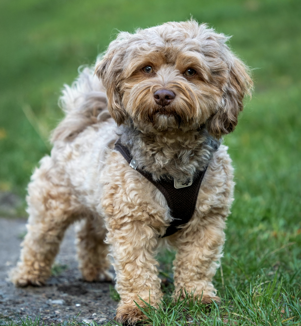 Wie viel Auslauf braucht ein Hund?