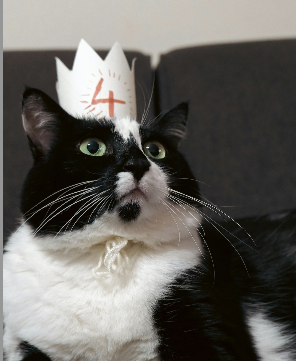 Wie lange dürfen Katzen allein sein?