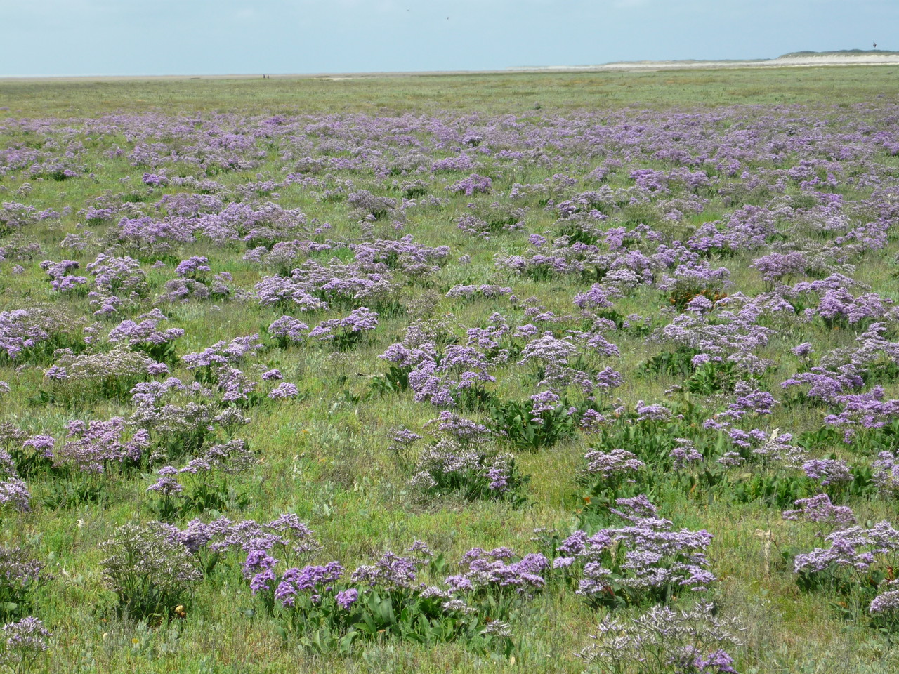 Lilas de mer 