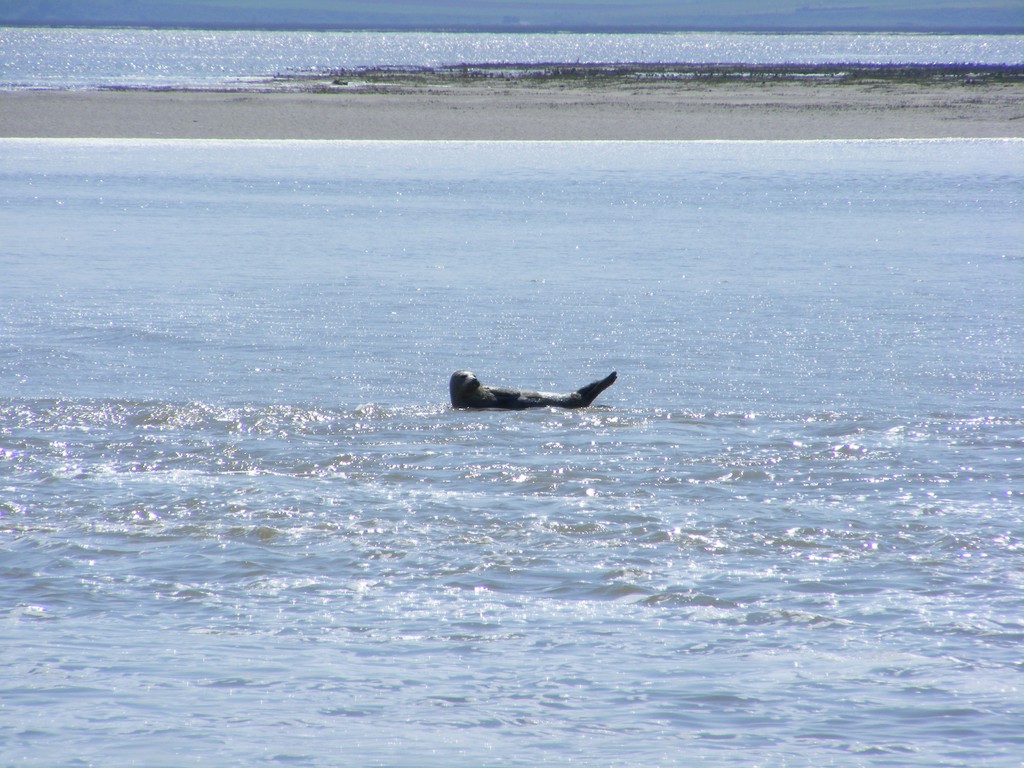 Phoque veau marin en baie de somme