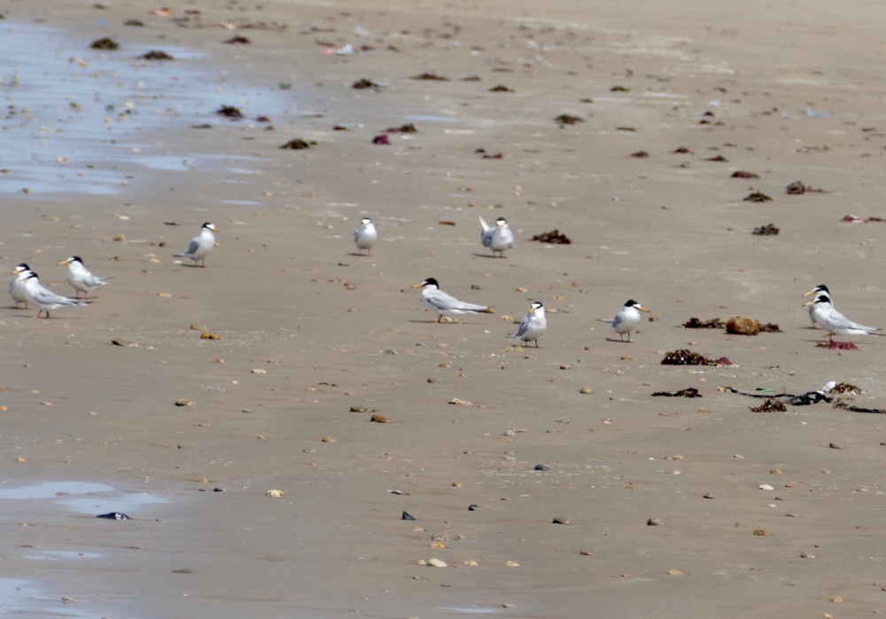 Zwergseeschwalben (nach langem Suchen identifiziert, dachten zunächst es sind Strandläufer)