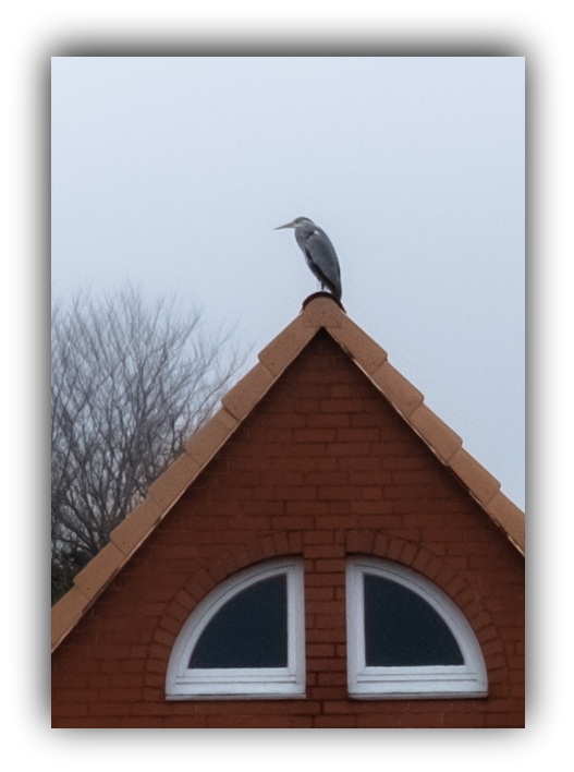 Der Wächterreiher ...heute wacht er über dem Dorf der Schönen und Reichen...Borgfeld am 26.02.2026