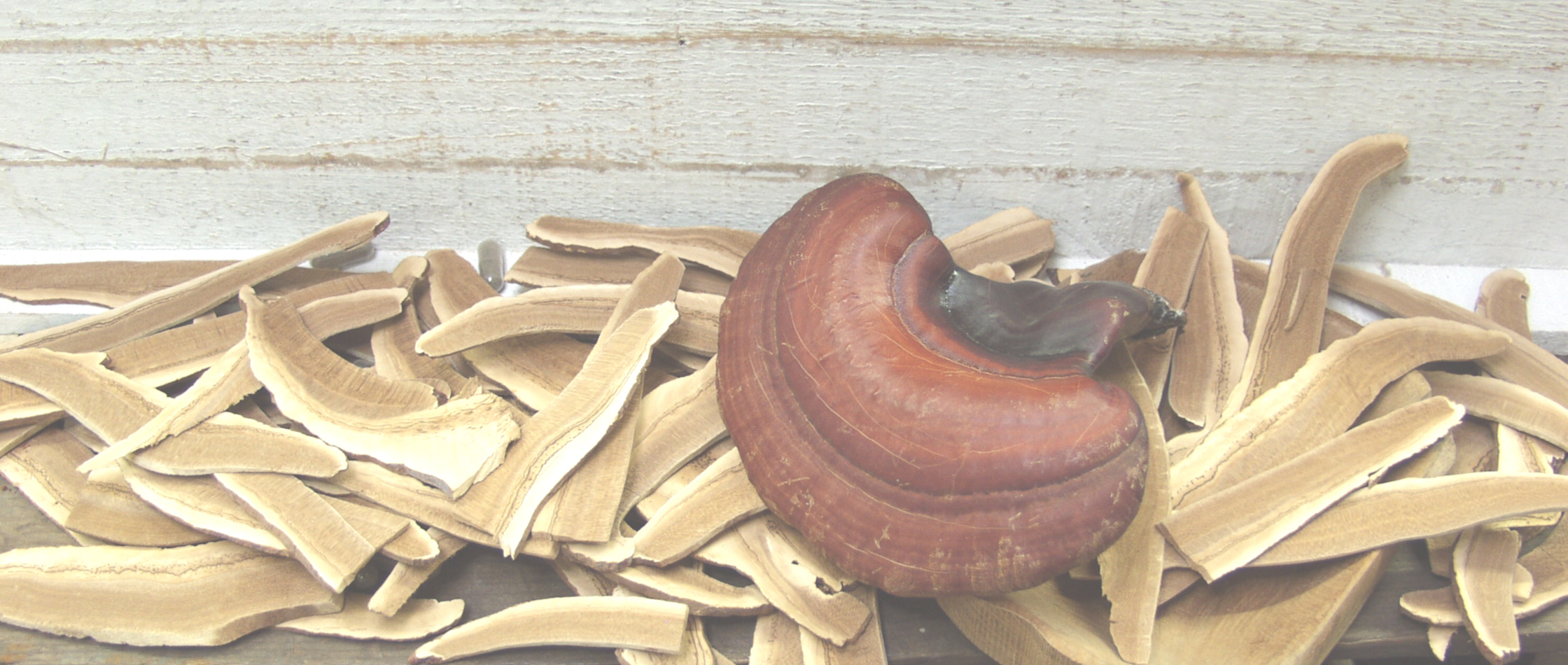 Cordyceps sinensis Multinova Austria