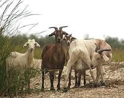 GOATS:  useful story to undestand comparative and superlative