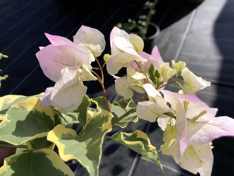 ブーゲンビリア・ホワイト 斑入りの葉 花鉢 行灯仕立て 4号鉢