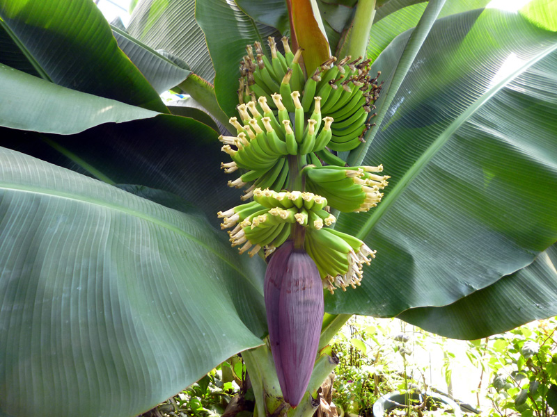 たつーん バナナ苗 ドワーフマオリ&ドワーフブラジリアン Amazon.co.jp: ITANSE ドワーフナムワーハーディー バナナ 4号