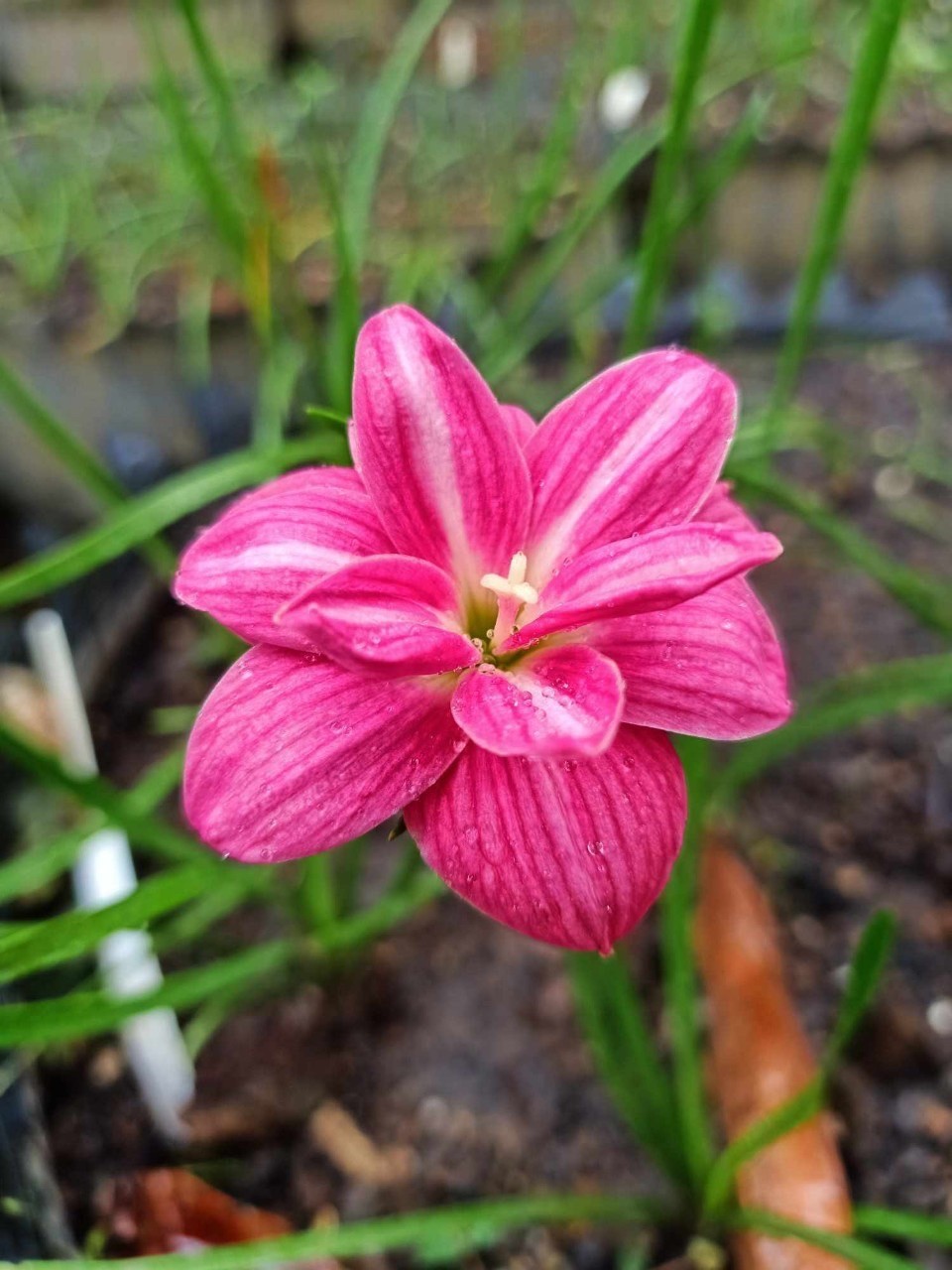 Zephyr flower - nangokunomori.com
