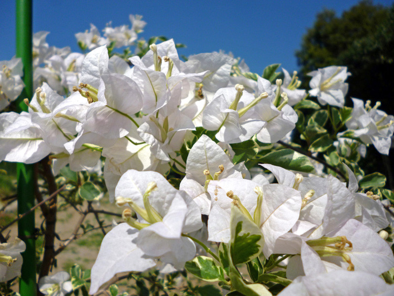 New Spring will spring Excellent 斑入り葉 - nangokunomori.com New Spring will spring Excellent 斑入り葉 - nangokunomori.com