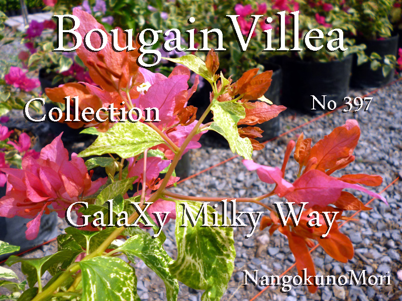 ブーゲンビレア( 苗販売） - nangokunomori.com