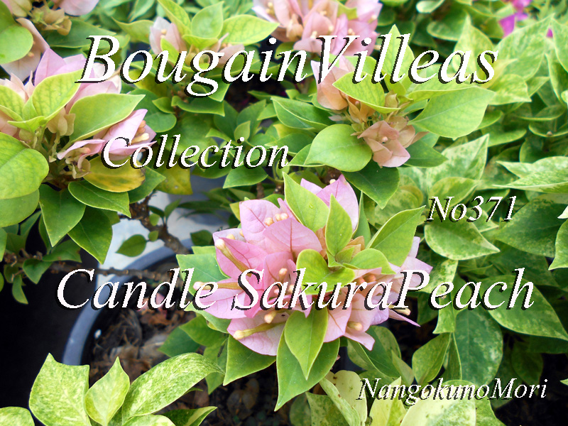 ブーゲンビレア( 苗販売） - nangokunomori.com