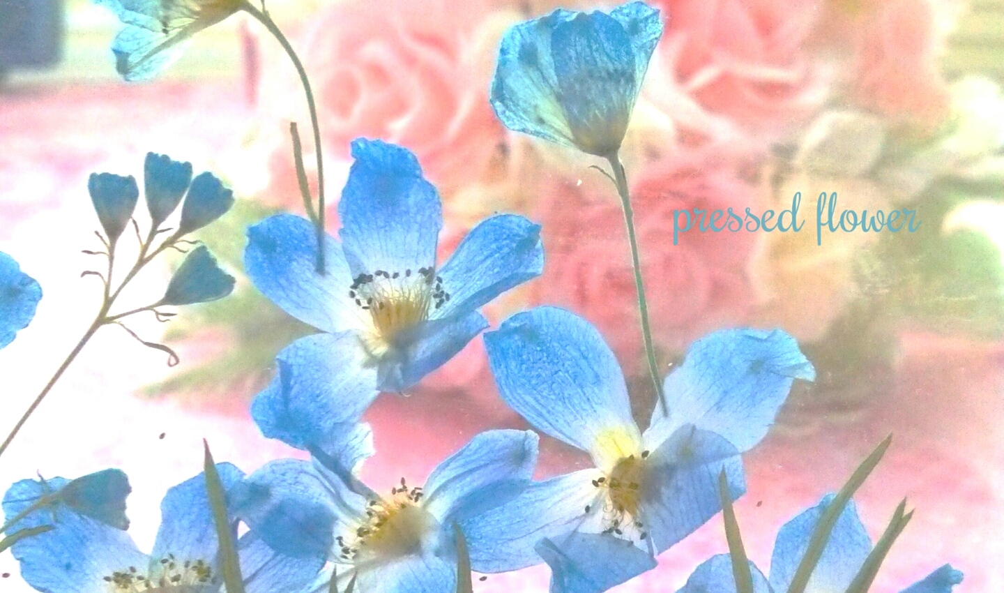 ブルー　青　押し花