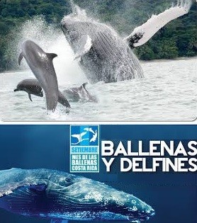 Whales Dominical